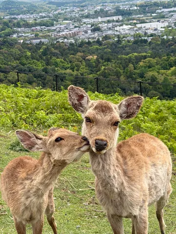 寄り添う二頭の鹿、愛らしい一幕