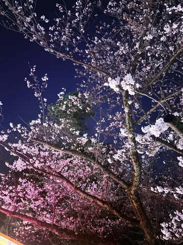 夜空に咲く、淡き光の夢