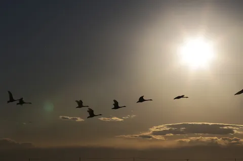 夕空の帰宅ラッシュ