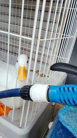 白い鳥の静かな囀り