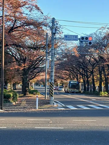 秋色に包まれる街路樹とバス