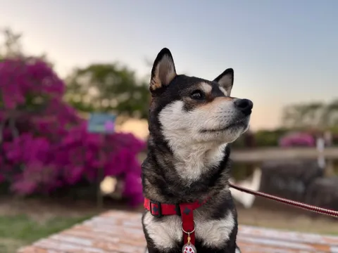 主役はボク！夕暮れドッグラン