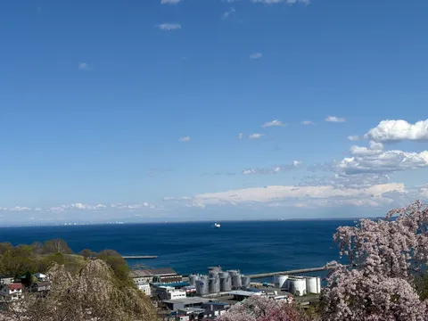 海と桜、そして港町の風情