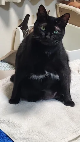 黒猫さんのくつろぎタイム
