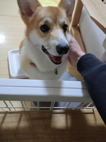 優しい眼差しのコーギー