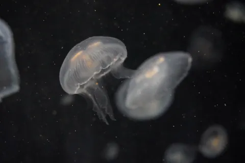 くらげたちの、くらげによる、くらげのための宴