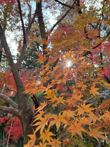 木漏れ日、燃えるような秋色