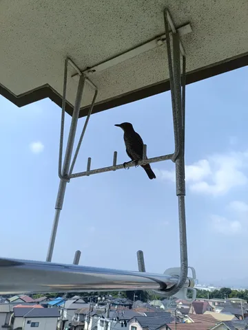 青空と鳥、物干し竿の静寂