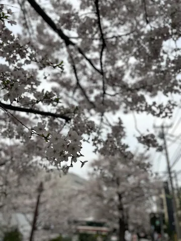桜、雨上がりの主役