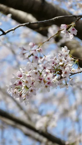 光を浴びる桜の競演