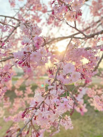 陽光に透ける桜の輝き