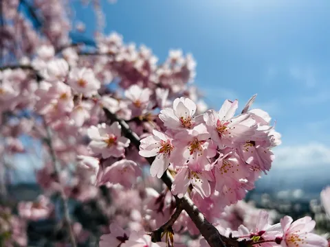 淡いピンクの桜、青空に舞う