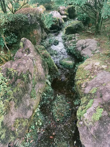 苔むす森の小川