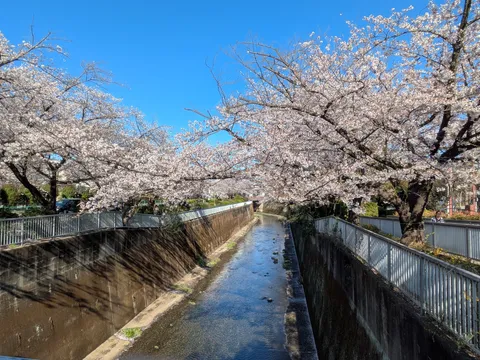 春風と桜並木、せせらぎの道