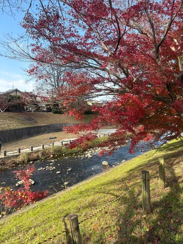 燃える紅葉、せせらぎの囁き