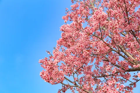 青空に映える満開の桜