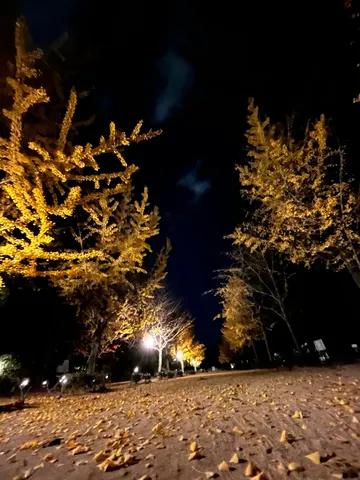 夜空に映える黄金の葉