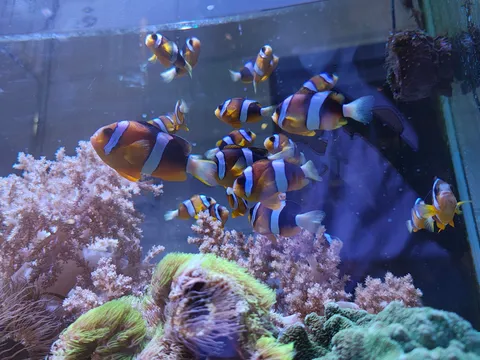 熱帯魚たちの優雅な水中散歩