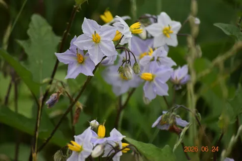 可憐な花々、生命の息吹