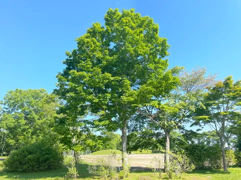 青と緑の静かな樹影
