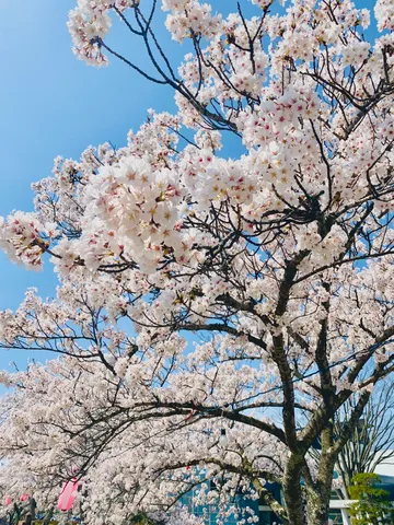 桜もふもふ、青空貸し切り！