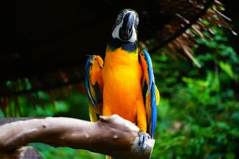 見つめる鮮やかコンゴウインコ