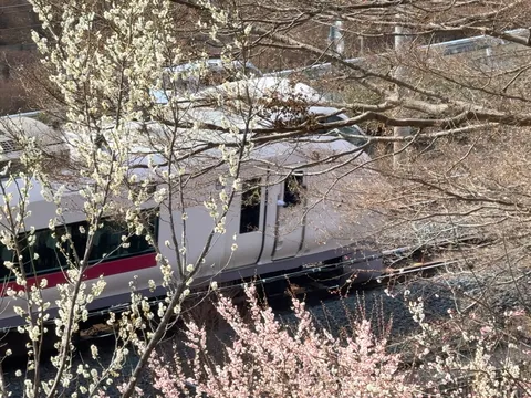 木々の間から春列車