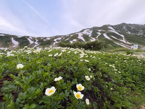 雪解けの山に咲く、可憐な山の宝石