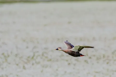 水面を滑る、躍動の一瞬