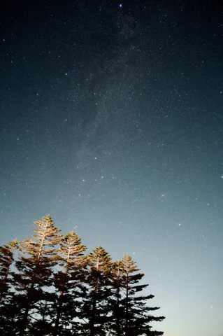 星降る夜の森