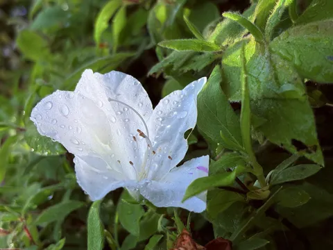 瑞々しい白い花の一輪