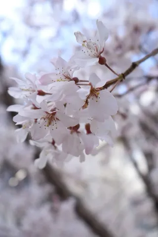 春の訪れ、淡い桜の息吹
