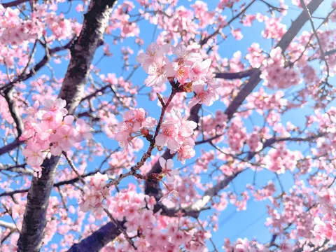 青空に咲く桜の輝き