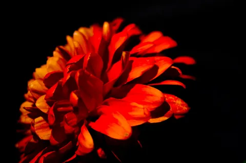 赤い花の夜の瞬き