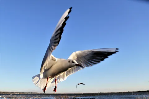 青空を滑る白い翼