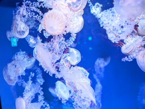 青い宇宙を漂うクラゲたち