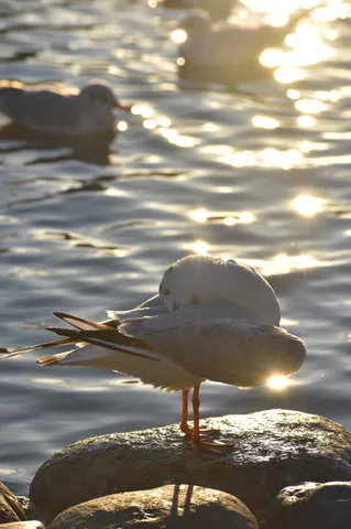 夕陽に照らされる、水辺の休息