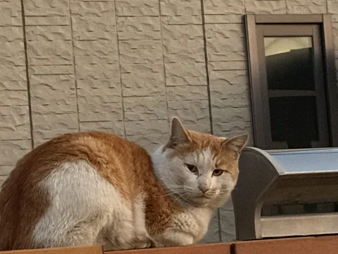 壁際でくつろぐ猫