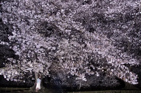 夜桜の下の妖精さん