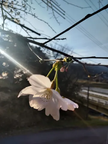 光芒に揺れる一輪の桜