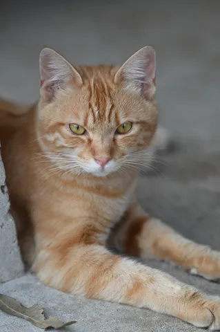 猫ちゃんのクールな視線