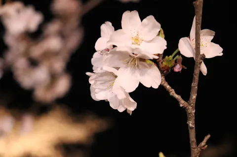 闇夜に咲く、儚い桜の宴