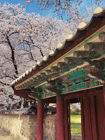 桜舞う古都の門構え