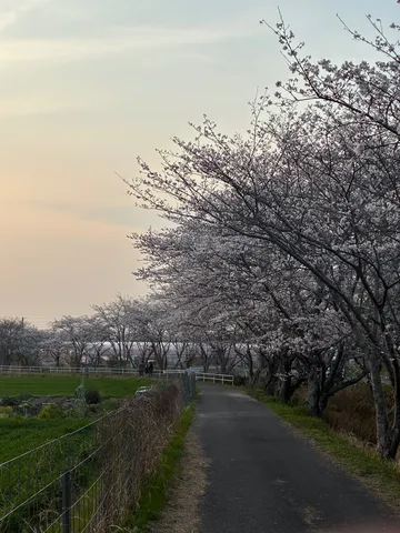 桜並木と静かな夕暮れ