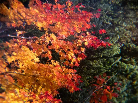秋色の葉が揺れる景