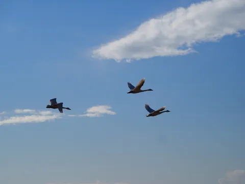 青空を翔る三羽の群れ
