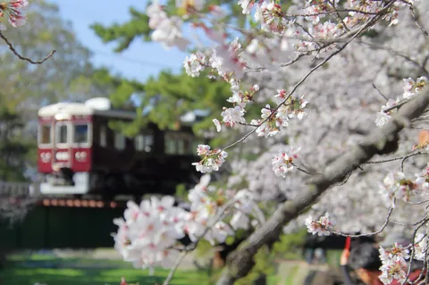 春風と列車、桜の共演