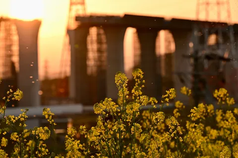 夕陽に揺れる花の温度感