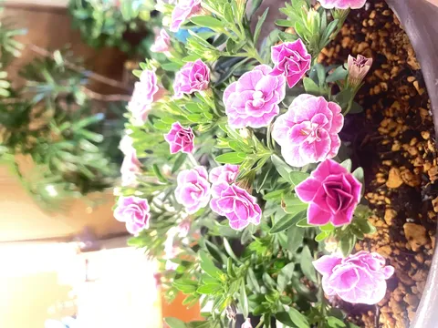 ピンクが鮮やか！お部屋の小さな花園