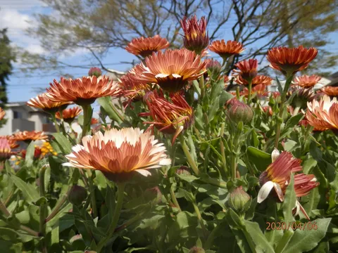焔の花壇が陽光をまとって